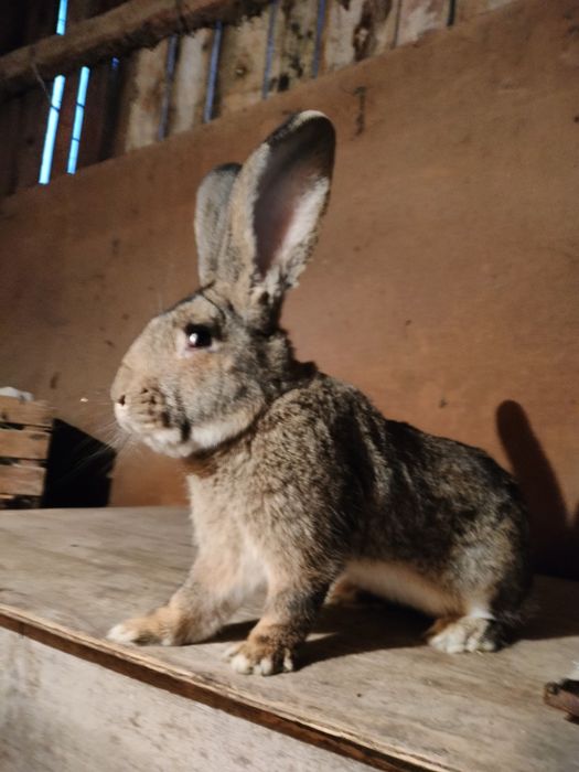 Olbrzym belgijski szary samiec
