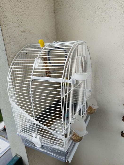 Casal de piriquitos + Gaiola