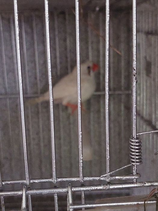 Troco Mandarim fêmea de 2025