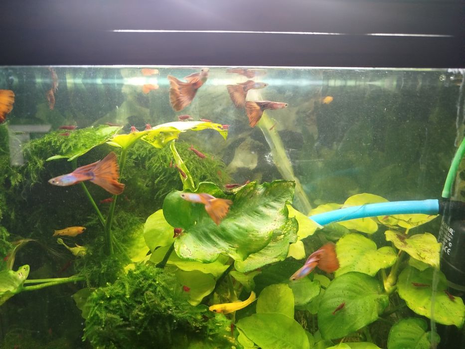 Gupiki dorosłe  samce