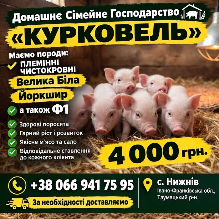 льошки кабанчики порода Велика Біла а також Ф1 поросята свині пацєта