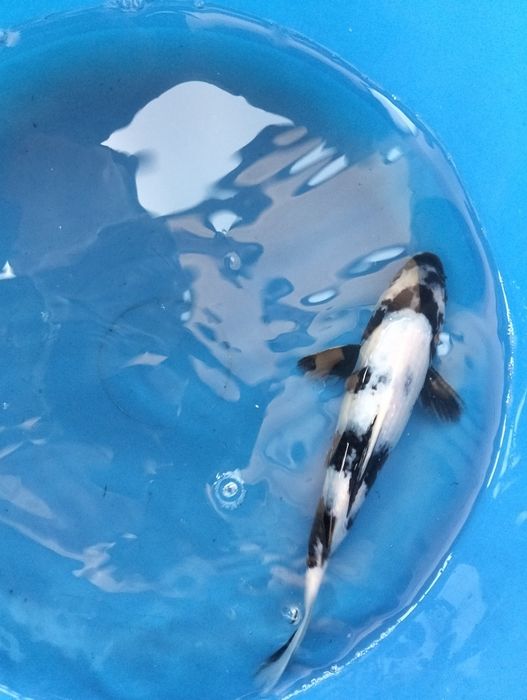 Carpa koi shiro utsuri