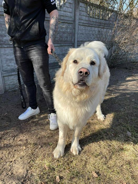 Bono- Piesek szuka domu