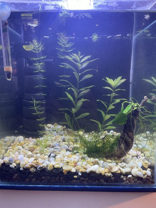Plantas, troncos, peixes e camarões