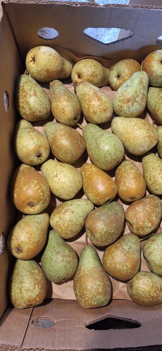 Продам домашні груші.!