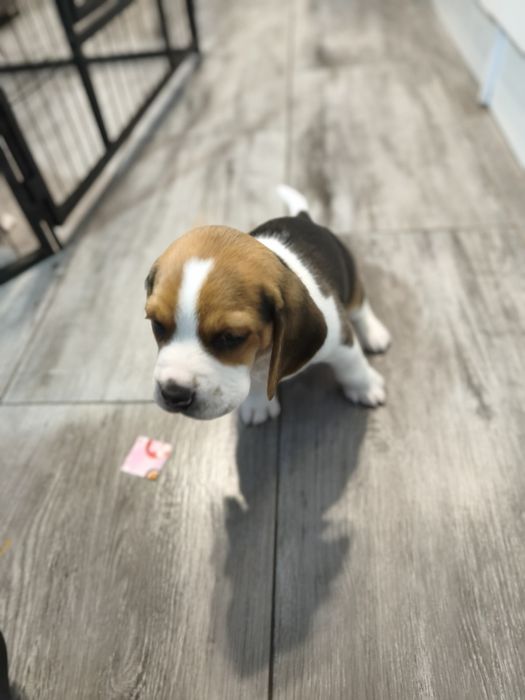 Beagle tricolor samiec