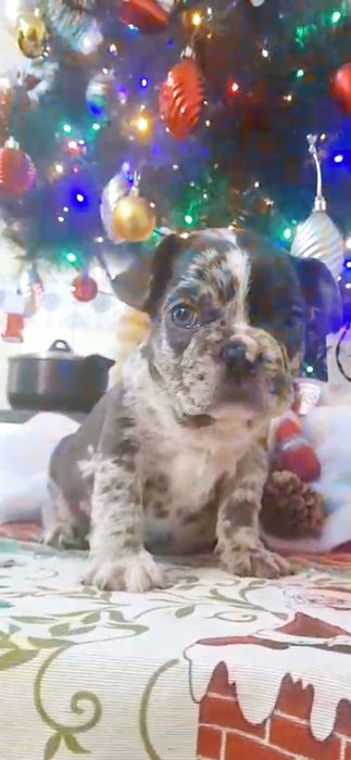 Bulldog francês macho cor Blue Merle