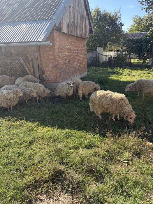 Продам барани, лютневі