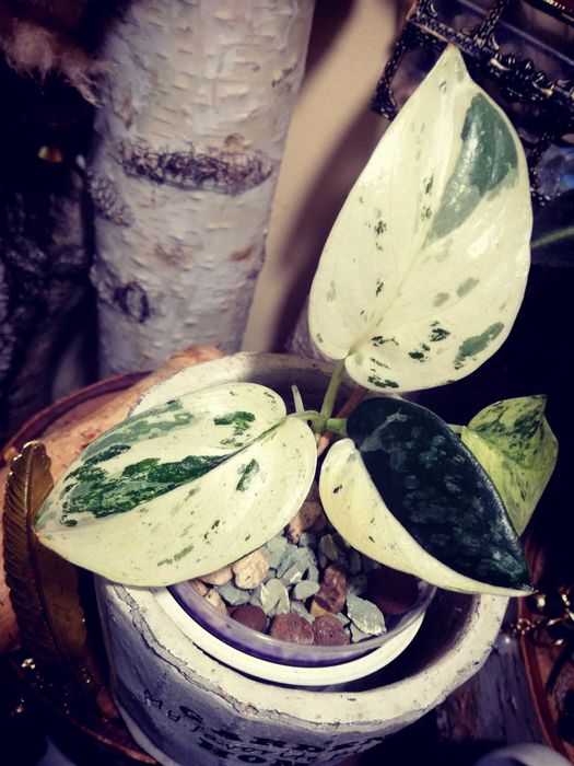 Scindapsus Mayari Marble Variegata NoID UNIKAT monstera philodendron