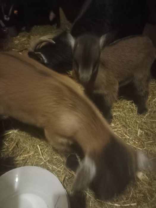 Sprzedam kózkę miniaturka