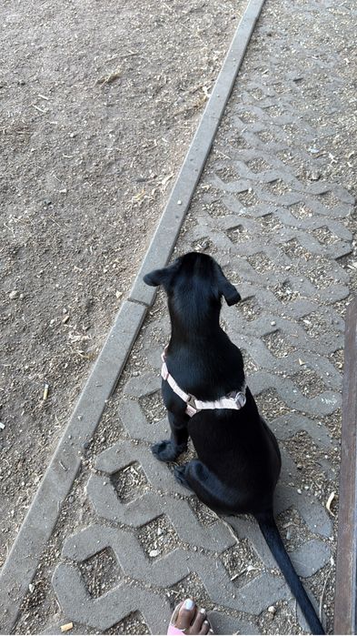 Adoção responsável a procura de uma nova familia para layla