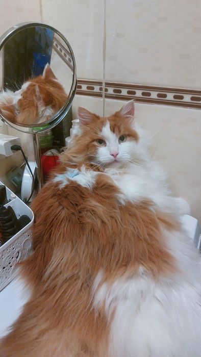 Отдам пушистого рыже-белого кота, кастрирован, привит, 1,5 года