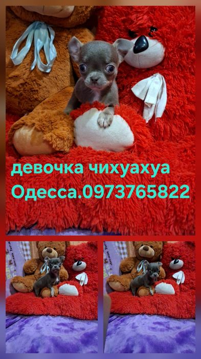 Чарівні малята чіхуахуа. Коббі тип.