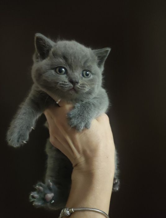 Sprzedam kotki Brytyjskie