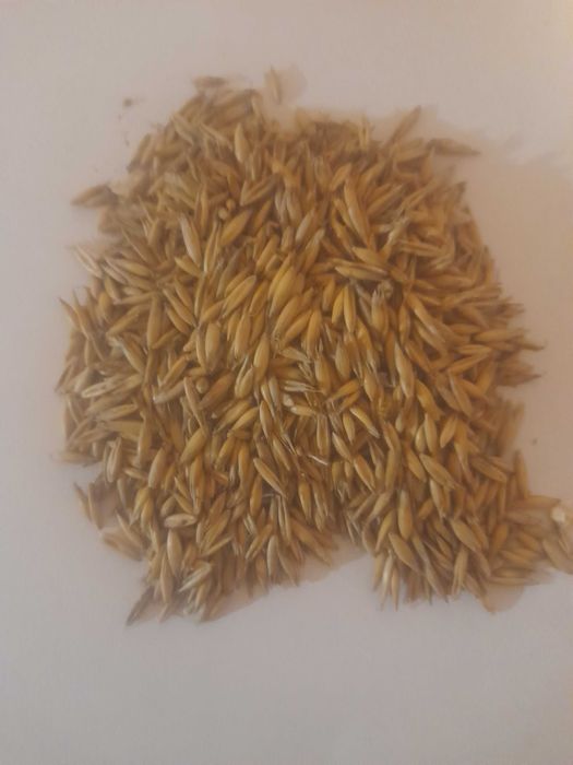 Pszenica, kukurydza, owies,