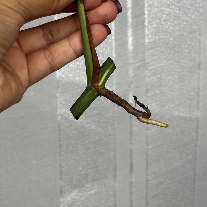 Monstera albo variegata