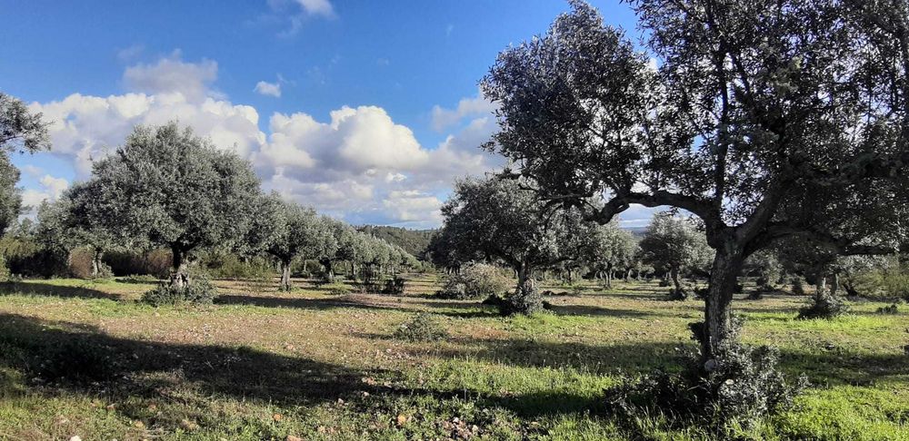 Terreno de 30.320 m² com Potencial Construção de Moradia + Olival