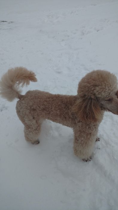 Вязка королівский пудель абрикос