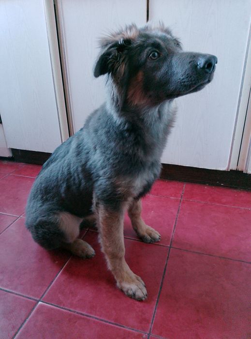 Отдам бесплатно голубую овчарку