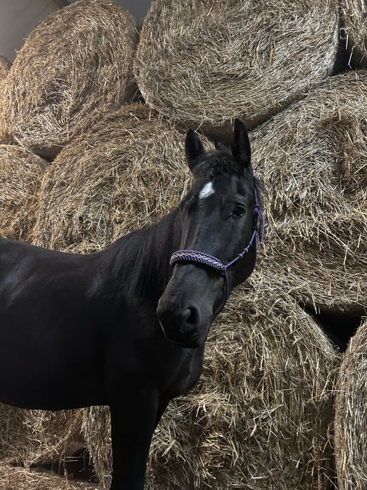 Wałach do współdzierżawy