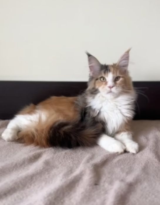 Мейн кун дівчинка з документами. 3