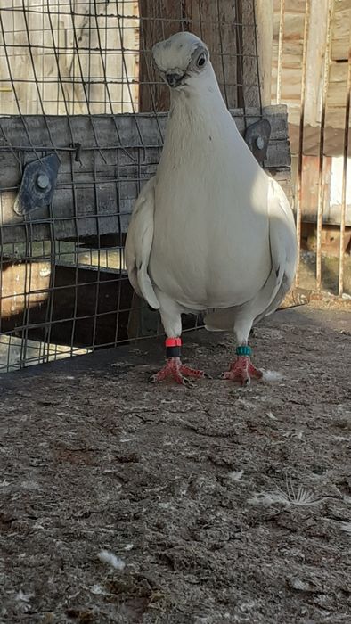 Szeki, wiedenskie, blajwinery