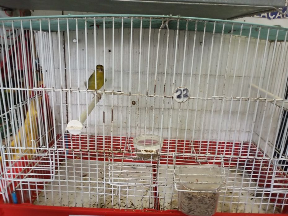 Canária vs megealicanos