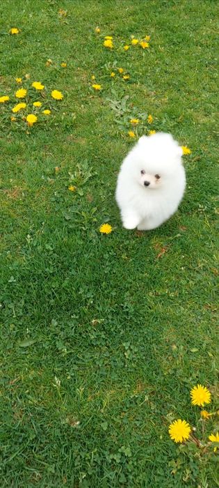 Piesek szpic miniaturowy Pomeranian