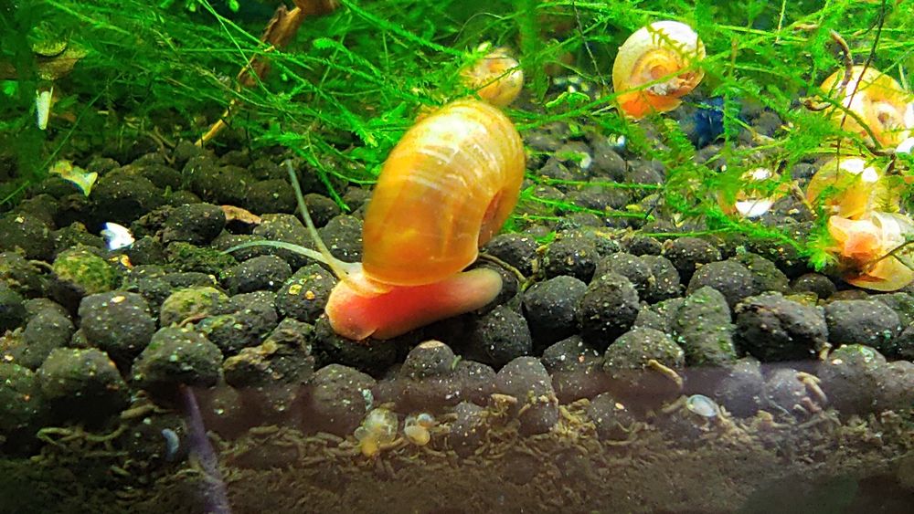 Caracol Planorbis Laranja