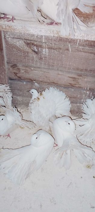 Pawiki Chalin Ryszarda