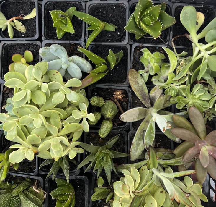 Plantas Suculentas, Cactus e mais