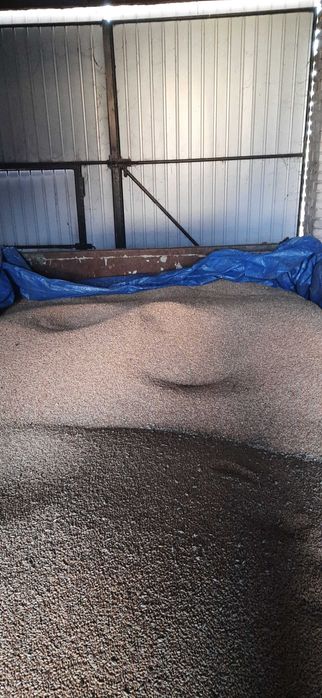 Owies, pszenica, pszenżyto, mieszanka jara sprzedam