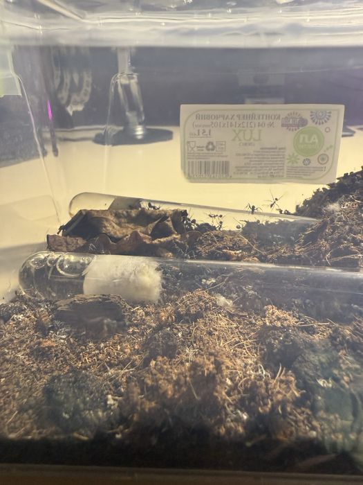 Продам колонию муравьев вида Aphaenogaster senilis