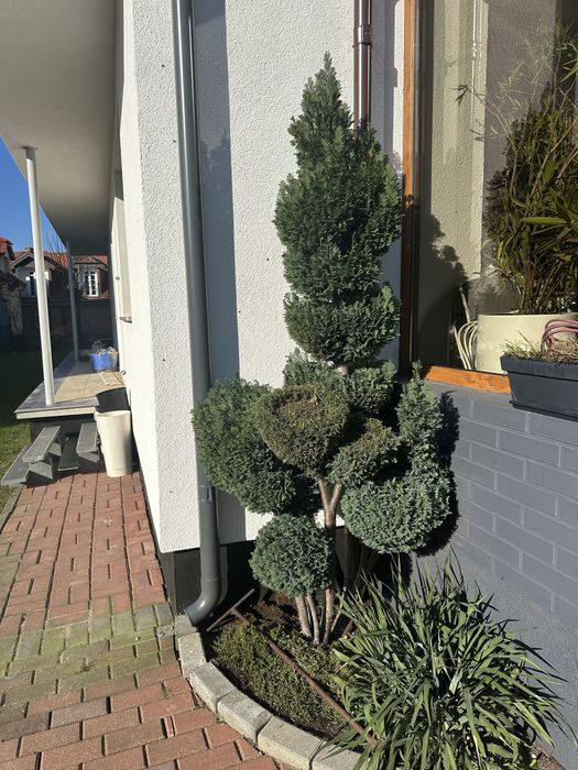 Drzewo tuja do samodzielnego wykopu. Ponad 2 m