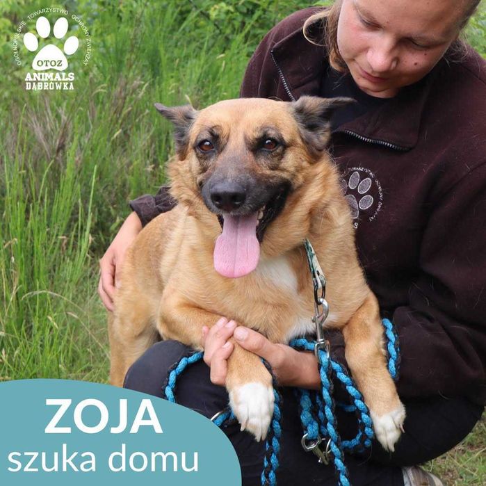 Zoja szuka domu !