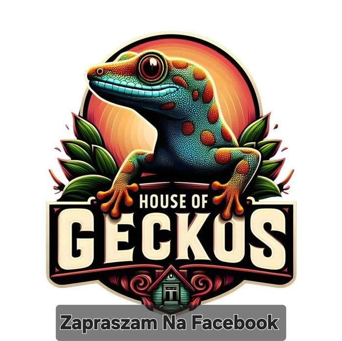 Jaszczurka,Gekon dzienny nsex