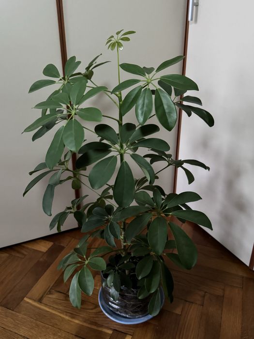 Шефлера 2-3 года