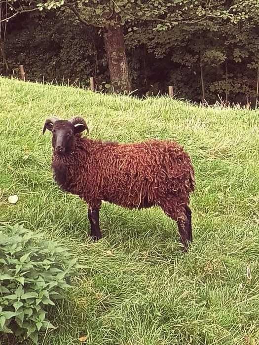 Jagniecina mloda tuszki polecam..