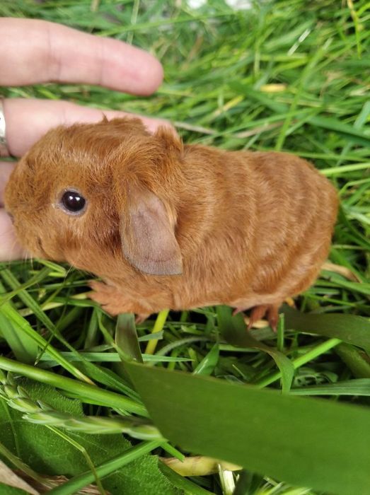 Морские свинки мальчики и девочки