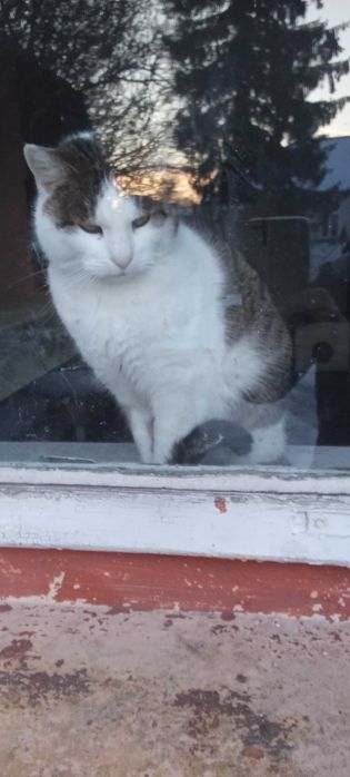 8 letnie rodzeństwo,kocurek i koteczka do adopcji.