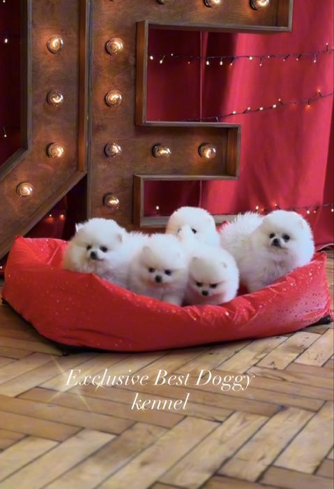 Білі SUPER VIP міні цуценята  померанські шпіци ведмедики з документам