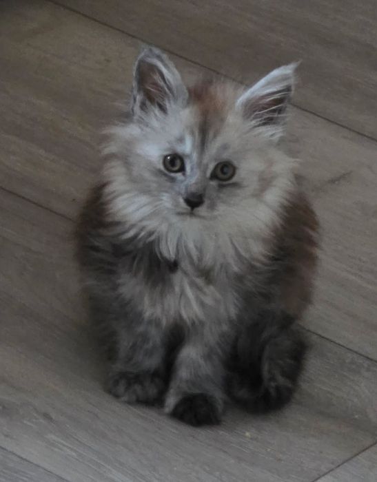 Kocurek Klark ur.20.02.26.