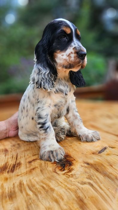 Cocker spaniel angielski, piesek tricolor, rodowód