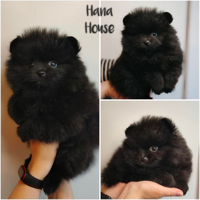 Szpic miniaturowy. Czarna suczka do rezerwacji.