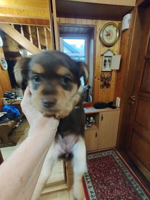 Безкоштовно. Дівчата красуні в гарну родину