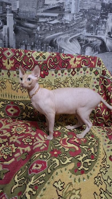 Молодой Канадский сфинкс ищет подругу!)