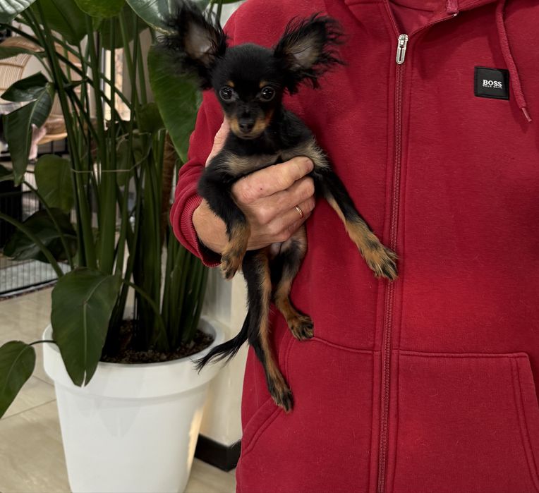 Toy Rosyjski dlugowlosy