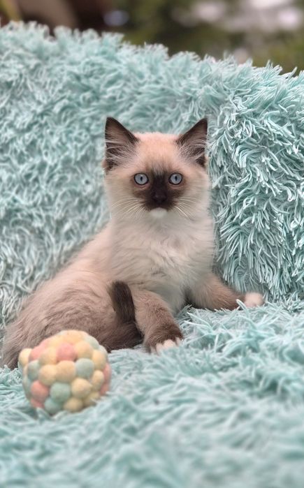 Koteczki Ragdoll    .