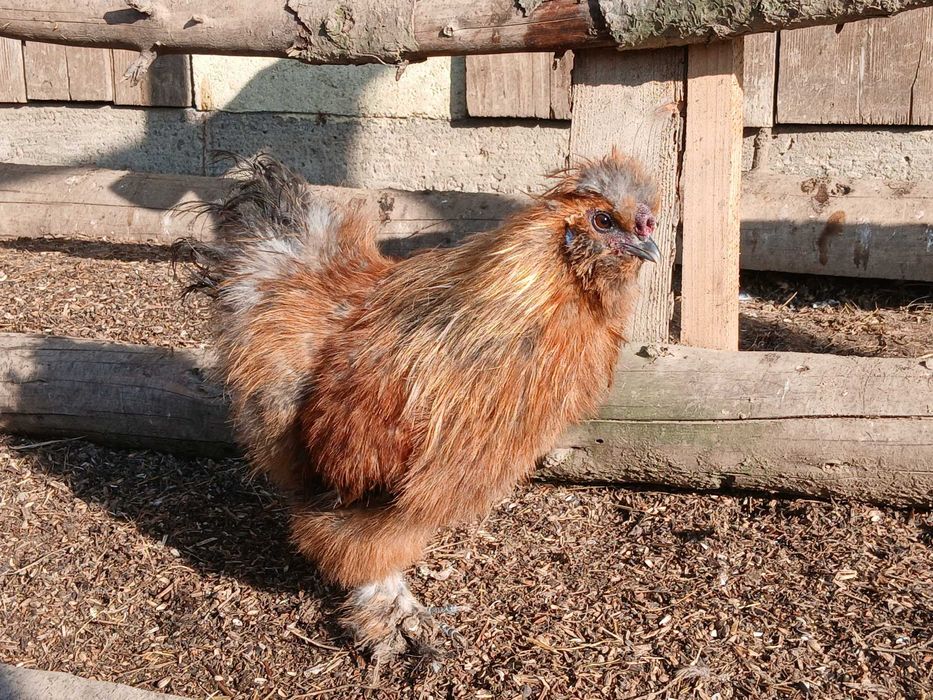 kogut koguty ras ozdobnych DUŻYCH I MINIATUROWYCH czubatka, silka