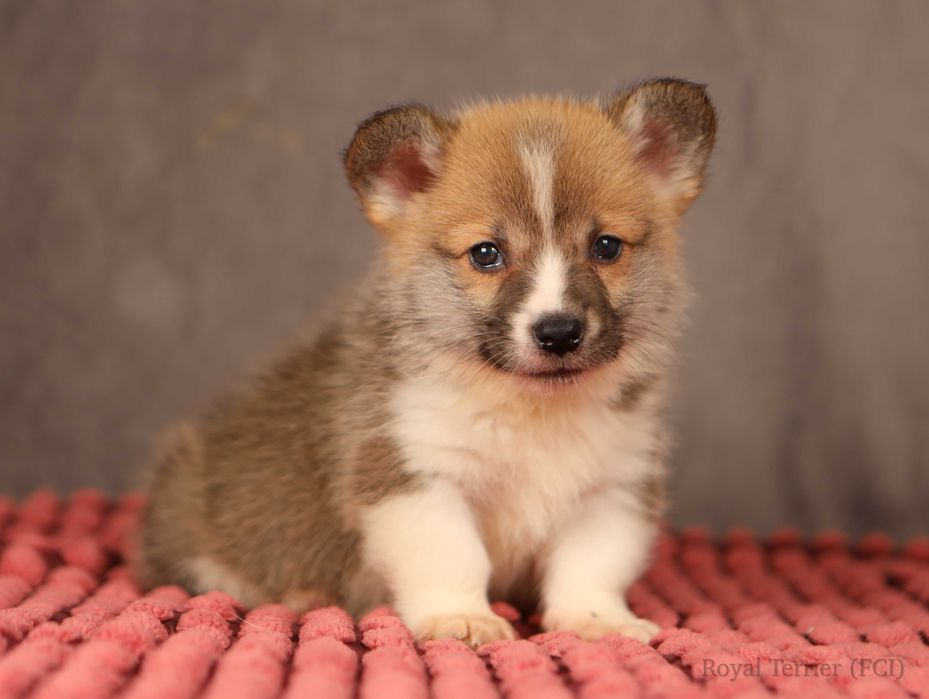 piesek Welsh Corgi Pembroke ZKWP/FCI po championie